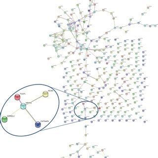 Image result for STRING Protein Interactions