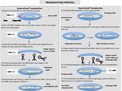 Difference Between Transfection and Transduction | Definition ...