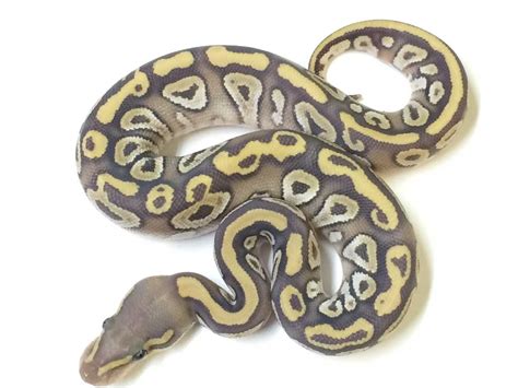 Image result for Spider True Ghost Ball Python