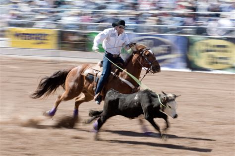 Image result for Team Roping.com