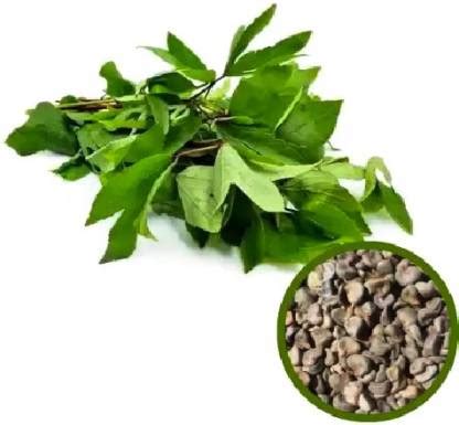 master green Sorrel Leaves Spinach Seeds(pulicha Keerai) Seed Price in ...