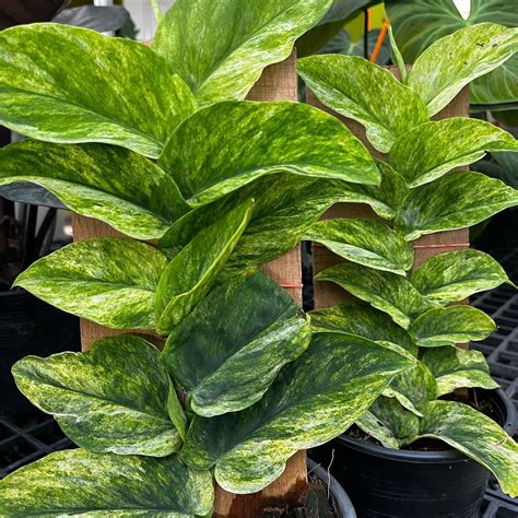 Rhaphidophora Korthalsii Variegated: Buy Plant Online In India – Growcerys