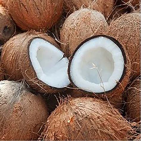https://img2.tradewheel.com/uploads/images/products/0/0/top-quality-fresh-semi-husked-coconut-for-market-wholesale-price1-0980396001637833150.jpg.webp