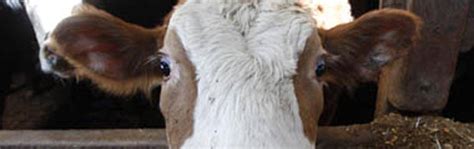 Why the holy cow is dangerous for Mother India and the world