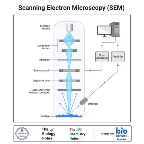 Electron Microscope Principle 的图像结果