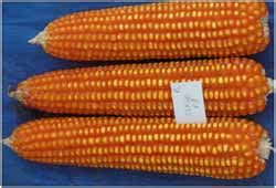 NRI Agritech | Product-Maize