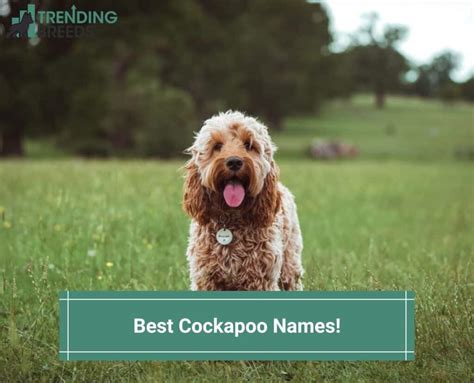 Best Cockapoo Names! (2024)