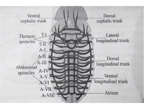 Cockroach Respiratory System 的图像结果
