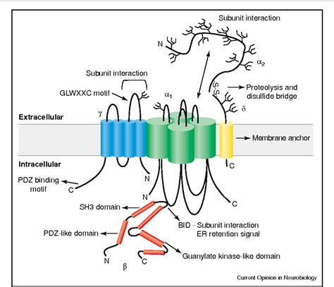 Image result for Calcium Channel Complex