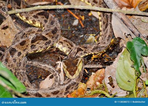 Fer-de-lance snake stock photo. Image of nature, animal - 113838072