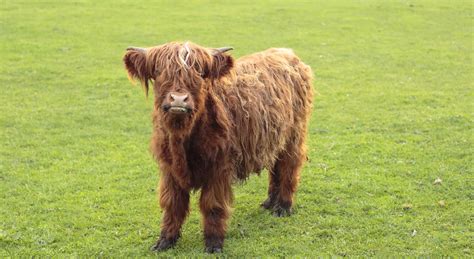 Mini Highland Cattle | Micro Mini Scottish Highland Cows