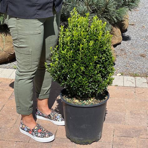 Euonymus - Green Spire - 3 gallon