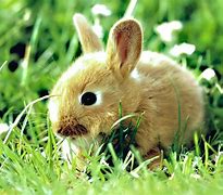 Image result for Baby Male Fluffy Bunnies