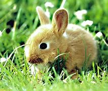 Image result for Baby Bunny Rabbit Toys