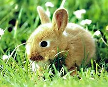 Image result for Cutest Baby Bunny Ever
