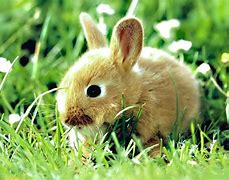Image result for Dogs and Baby Bunnies
