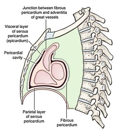 Write a note on pericardium. | Biology Questions