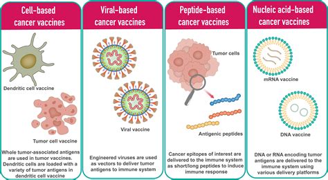 Frontiers | mRNA vaccines for cancer immunotherapy