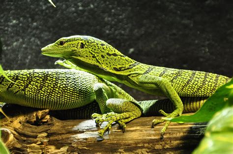 Image result for Computer Monitor Lizard
