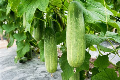 Spring Season Vegetables to Grow in February, March & April – AllThatGrows