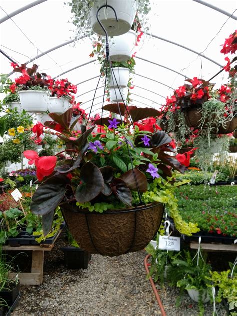 Guide to Growing Creeping Jenny | Planting & Caring for Creeping Jenny