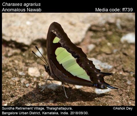 Charaxes agrarius Swinhoe, [1887] - Anomalous Nawab | Butterfly