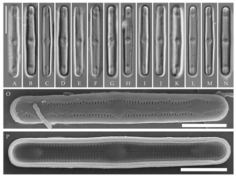 Morphological Variability amid Genetic Homogeneity and Vice Versa: A ...