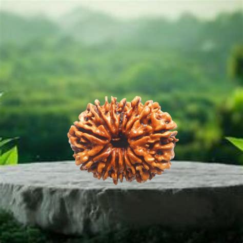 Nepal 13 Mukhi Rudraksha – Vaidik Talk