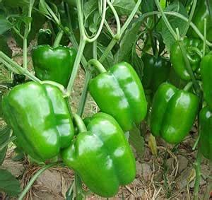 Mphmi Plant Live Mirch/Capsicum Annuum/Bell Pepper Vegetable Plant For ...