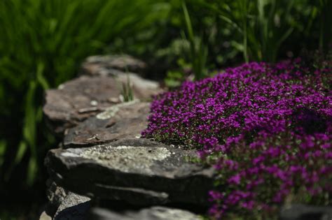 Thyme, Creeping, Magic Carpet Plug Flat – MOONSHINE DESIGNS NURSERY