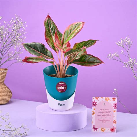 Aglaonema Red Women's Day Gift – Ugaoo