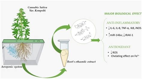 Characterization of the Biological Activity of the Ethanolic Extract from the Roots of Cannabis ...