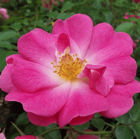 Floribunda Roses — Mainaam Garden
