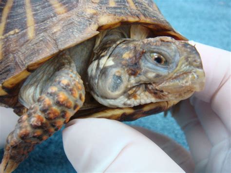 Box Turtle Ear Abscess at Randall Vega blog