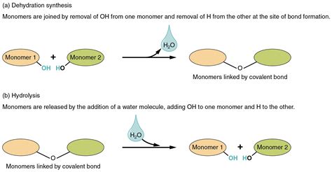 The top panel in this figure shows a dehydration-synthesis reaction ...