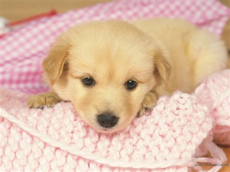 壁纸1400×1050可爱小狗宝宝图片 Lovely Puppy dogs Baby Puppies Photos壁纸,家有幼犬-可爱小狗壁纸 ...