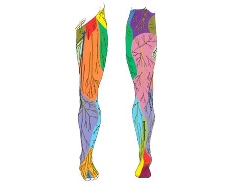 Peripheral Nerve Distribution 的图像结果