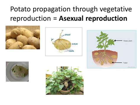 Image result for Vegetative Reproduction Potato