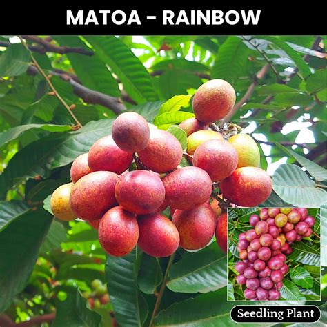 Rainbow Matoa Fruit Plant – M-Tech Gardens