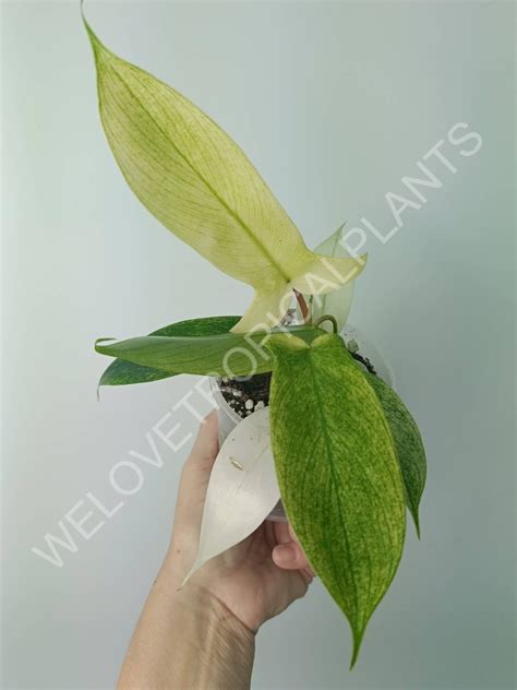 Philodendron florida ghost (young plant) | Welovetropicalplants