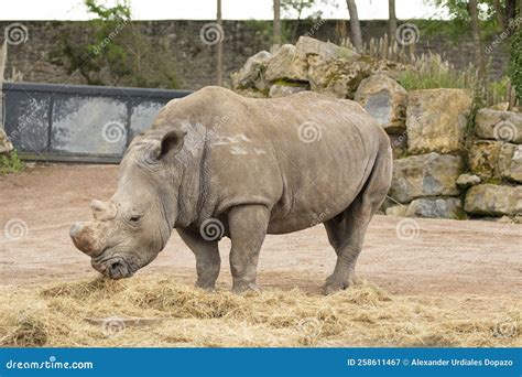 Rhino Eating Grass in an Animal Reserve Stock Image - Image of grey ...