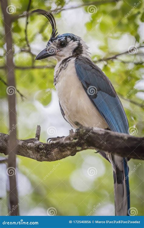 Costa Rican Birds, White-throated Magpie-jay Calocitta Formosa ...
