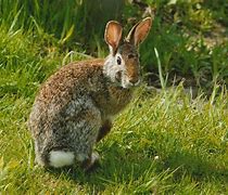 Image result for Cotton Tail Rabbit Holes