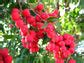Lilly Pilly Fruit Plant (Syzygium Luehmannii) – veliyathgardens