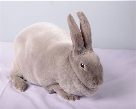 Standard Lilac Rex Buck/Doe Adult – The London Show