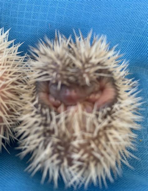 These are our babies are four weeks old and I show you when they were ...