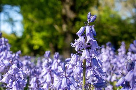 Bluebell Wood - Brooklyn Botanic Garden