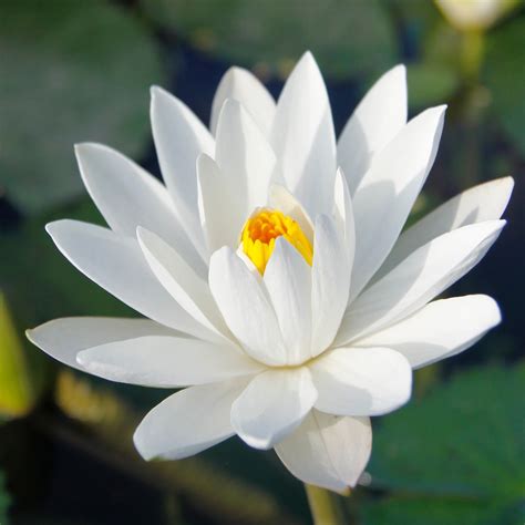 White Lotus Flower
