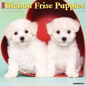 Just Bichon Frise Puppies 2023 Wall Calendar: Buy Just Bichon Frise ...