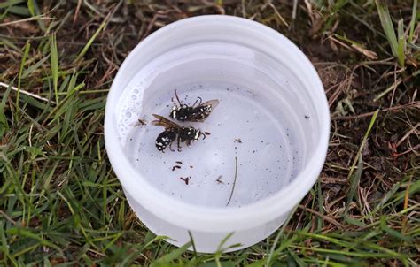 Not Just COVID-19, This Could Be Year Of The Insects - Murder Hornets ...